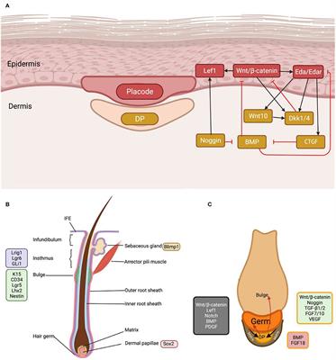 Epithelial-Mesenchymal Interaction in Hair Regeneration and Skin Wound Healing